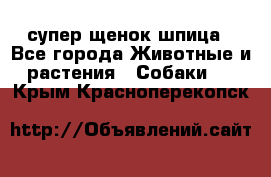 супер щенок шпица - Все города Животные и растения » Собаки   . Крым,Красноперекопск